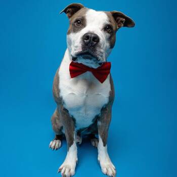 Chip -  Pit Bull Terrier Dog for Adoption in Mooresville, North Carolina - Chip | PetCurious