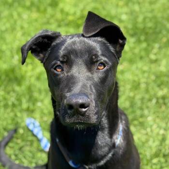 Coco -  Black Labrador Retriever Dog for Adoption in Goleta, California - Coco | PetCurious