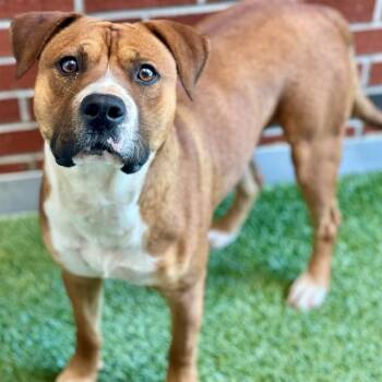 Pit Bull Terrier and Mixed Breed Dogs Available for Adoption in Edmond, Oklahoma - RODEO | PetCurious