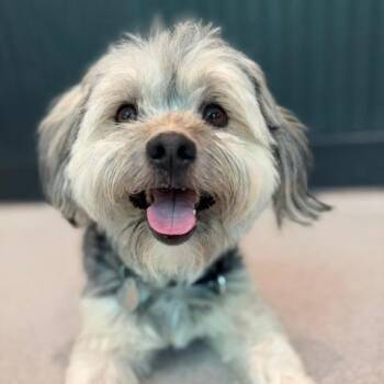 Doug 22792 -  Shih Tzu and Maltese Dog for Adoption in Cumming, Georgia - Doug 22792 | PetCurious