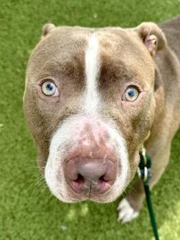 Mr. Feelings -  Mixed Breed Dog for Adoption in Wichita, Kansas - Mr. Feelings | PetCurious