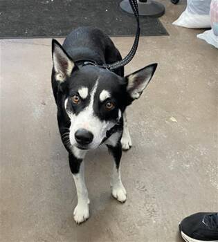 BILLY -  Mixed Breed Dog for Adoption in Dallas, Texas - BILLY | PetCurious