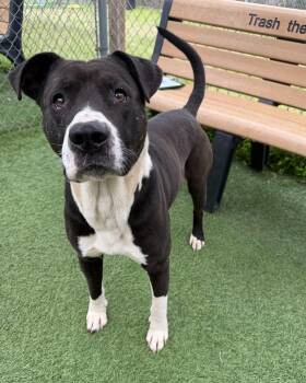 Shamrock -  Mixed Breed Dog Available for Adoption in Vaudreuil-dorion, Quebec - Shamrock | PetCurious