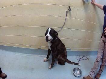 MIKE -  Mastiff and Mixed Breed Dog Available for Adoption in Tulsa, Oklahoma - MIKE | PetCurious