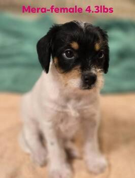 Chihuahua and Terrier Dogs Available for Adoption in Social Circle, Georgia - MERA | PetCurious
