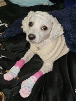 Feather -  Miniature Poodle Dog for Adoption in Oswego, Illinois - Feather | PetCurious