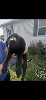 Milo -  Labrador Retriever and Mixed Breed Dog for Adoption in Cincinnati, Ohio - Milo | PetCurious
