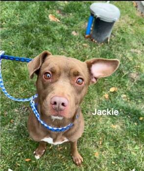 Rescue Mixed Breed Dogs for Adoption in Vaudreuil-dorion, Quebec - Jackie | PetCurious