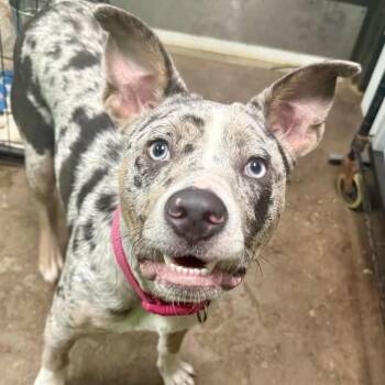 Callie -  Australian Cattle Dog Blue Heeler Dog for Adoption in Williston, Vermont - Callie | PetCurious