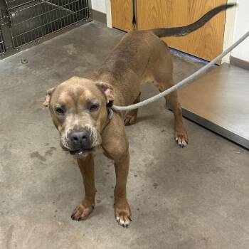 Pit Bull Terrier Dogs Available for Adoption - Winston | PetCurious