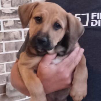 Rescue Hound and Mixed Breed Dogs for Adoption in Jersey City, New Jersey - Dougie Hamilton | PetCurious