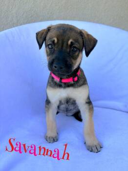 Savannah -  German Shepherd Dog Dog for Adoption in Pleasant Hill, California - Savannah | PetCurious