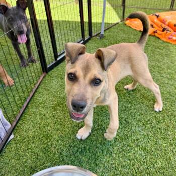 Cory -  Pit Bull Terrier Dog for Adoption in Agoura Hills, California - Cory | PetCurious