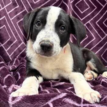 977 (2026) -  Pit Bull Terrier and Australian Cattle Dog Blue Heeler Dog for Adoption in Parker, Colorado - 977 (2026) | PetCurious