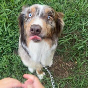 Theo -  Australian Shepherd Dog for Adoption in Rossville, Georgia - Theo | PetCurious