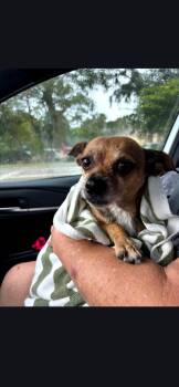 Rescue Chihuahua Dogs for Adoption in Miami, Florida - Vivian | PetCurious