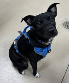 Tillman -  Chihuahua and Pomeranian Dog for Adoption in Wilkesboro, North Carolina - Tillman | PetCurious