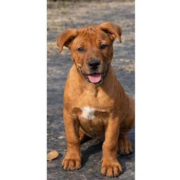 Hound and Pit Bull Terrier Dogs Available for Adoption - Orion - Maple’s Litter | PetCurious