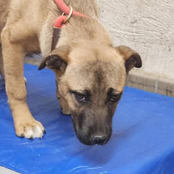 Shepherd Dogs Available for Adoption in Birmingham, Alabama - Palmer | PetCurious