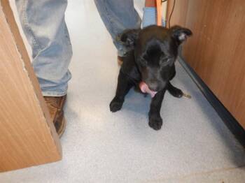 Labrador Retriever and Pit Bull Terrier Dogs Available for Adoption in San Jose, California - SUSAN | PetCurious