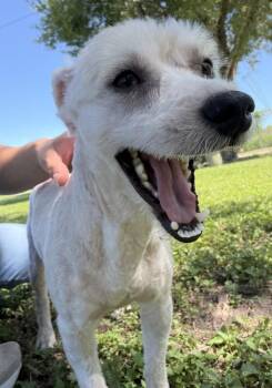 Alvin -  Poodle Dog for Adoption in Dallas, Texas - Alvin | PetCurious