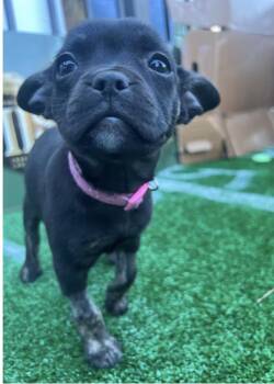 Chihuahua Dogs Available for Adoption - Olivia  | PetCurious