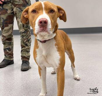 Captain -  Terrier and Hound Dog for Adoption in Washington, District Of Columbia - Captain | PetCurious