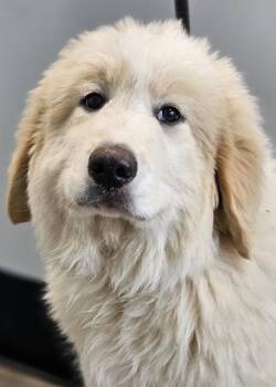 Great Pyrenees and Mixed Breed Dogs Available for Adoption in West Chester, Pennsylvania - Barry | PetCurious