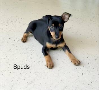 Spuds , Tater and Tot -  Miniature Pinscher and Mixed Breed Dog for Adoption in Armada, Michigan - Spuds , Tater And Tot | PetCurious