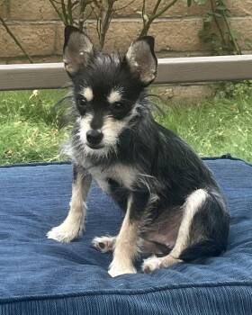 Blackberry -  Schnauzer and Chihuahua Dog for Adoption in Corona, California - Blackberry | PetCurious