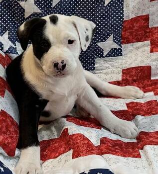 Pit Bull Terrier Dogs Available for Adoption - Wynona (Judd) | PetCurious