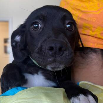Flower -  Labrador Retriever and Mixed Breed Dog for Adoption in Nashville, Tennessee - Flower | PetCurious