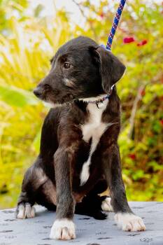 Phoebe -  Schnauzer and Labrador Retriever Dog for Adoption in Orlando, Florida - Phoebe | PetCurious