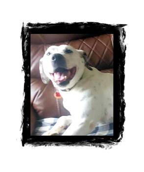Penny Super Sweet -  Dalmatian Dog for Adoption in Lake Geneva, Wisconsin - Penny Super Sweet | PetCurious