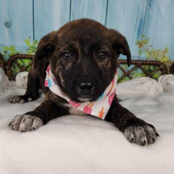 Shepherd Dogs Available for Adoption in Fort Wayne, Indiana - Popsicle | PetCurious