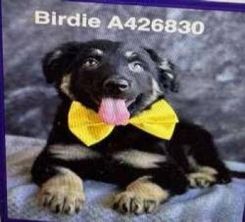 Border Collie Dogs Available for Adoption in Sudbury, Massachusetts - Bristol And Birdie | PetCurious