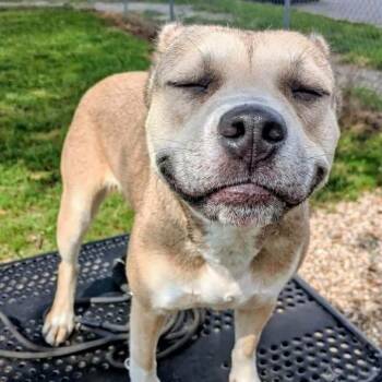 Prairie -  Mixed Breed Dog for Adoption in Jeffersonville, Indiana - Prairie | PetCurious