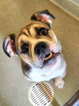 Bull Terrier and Beagle Dogs Available for Adoption in New Philadelphia, Ohio - Cup Cake | PetCurious