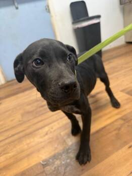 Staffordshire Bull Terrier and Australian Cattle Dog Blue Heeler Dogs Available for Adoption - Charms | PetCurious