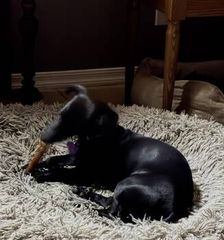 Rescue Dachshund Dogs for Adoption in Phoenix, Arizona - Clyde | PetCurious