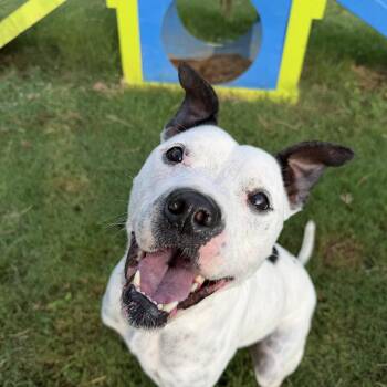 Happy -  Pit Bull Terrier Dog for Adoption in Atlanta, Georgia - Happy | PetCurious