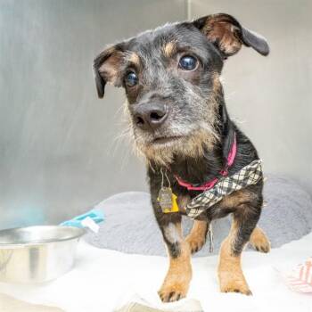 WARLOCK -  Chihuahua and Dachshund Dog for Adoption in St. Louis, Missouri - WARLOCK | PetCurious