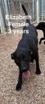 Elizabeth -  Labrador Retriever Dog for Adoption in Waunakee, Wisconsin - Elizabeth | PetCurious