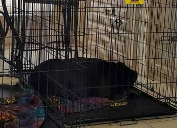 Rosie VIII -  Boxer Dog for Adoption in Hewitt, Texas - Rosie VIII | PetCurious