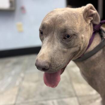 Pit Bull Terrier Dogs Available for Adoption in Las Vegas, Nevada - Zion | PetCurious