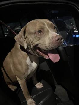 SUBARU -  American Staffordshire Terrier and Mixed Breed Dog for Adoption in Oklahoma City, Oklahoma - SUBARU | PetCurious