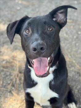 *JOHN LENNON -  German Shepherd Dog Dog for Adoption in Woodland, California - *JOHN LENNON | PetCurious
