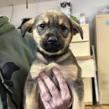 Labrador Retriever Dogs Available for Adoption - Pink House | PetCurious