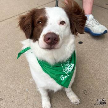 Tessy -  Border Collie and Spaniel Dog for Adoption in Washington, District Of Columbia - Tessy | PetCurious