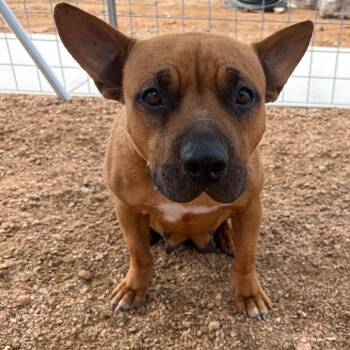 Petunia KCAC #366.26 -  American Staffordshire Terrier and Mixed Breed Dog Available for Adoption in Kerrville, Texas - Petunia KCAC #366.26 | PetCurious